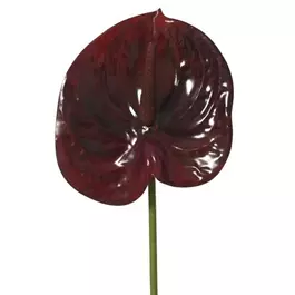 Blatt auf Stiel