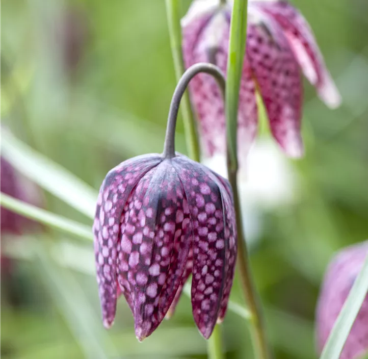 Gewöhnliche Schachblume