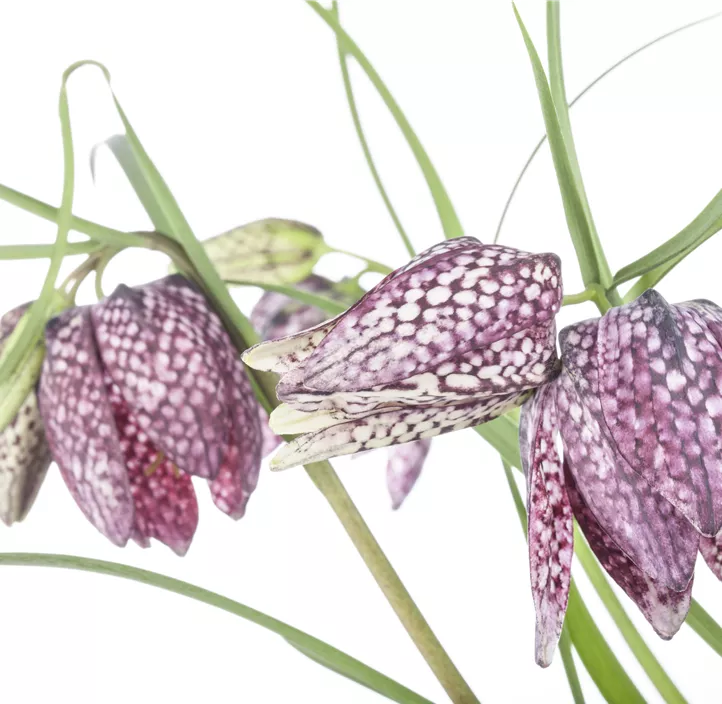 Gewöhnliche Schachblume