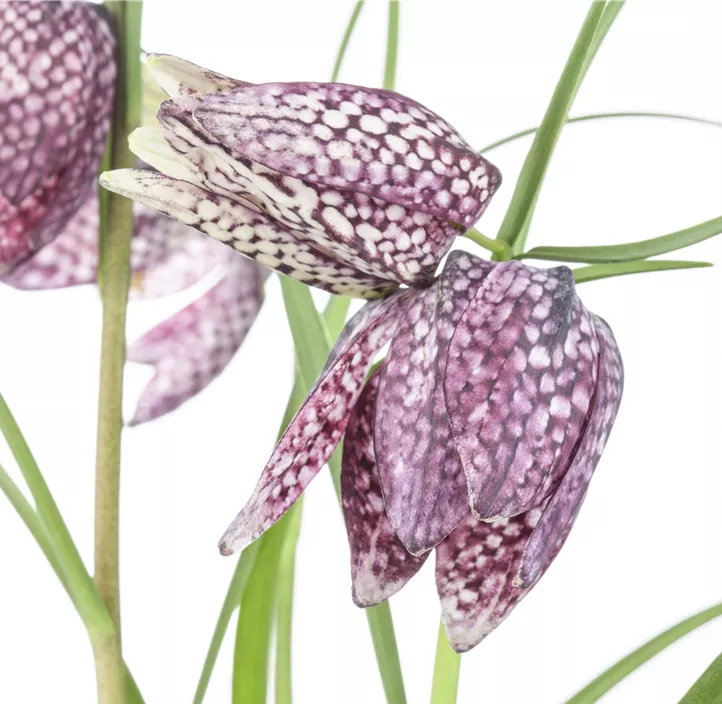 Gewöhnliche Schachblume