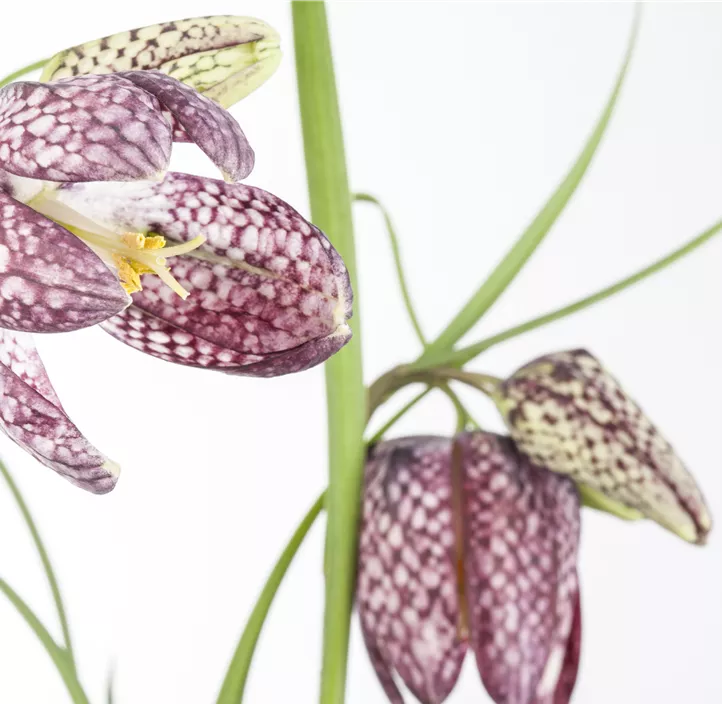 Gewöhnliche Schachblume