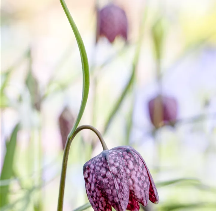 Gewöhnliche Schachblume
