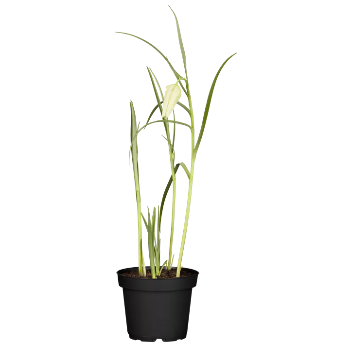 Schachbrettblume 'Alba'