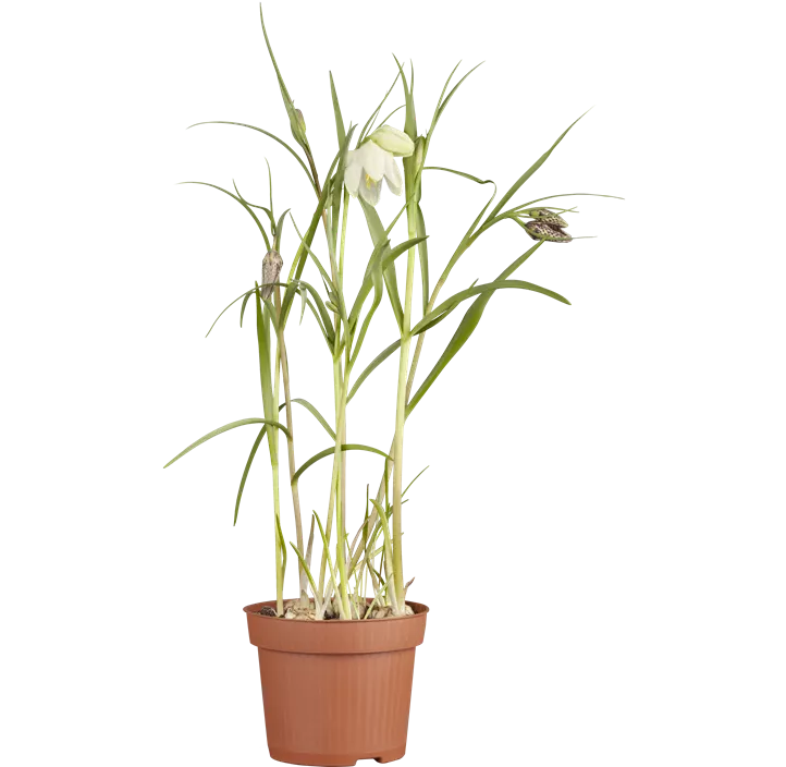 Schachbrettblume 'Alba'