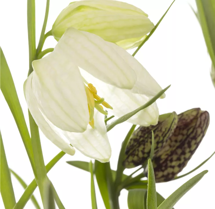 Schachbrettblume 'Alba'