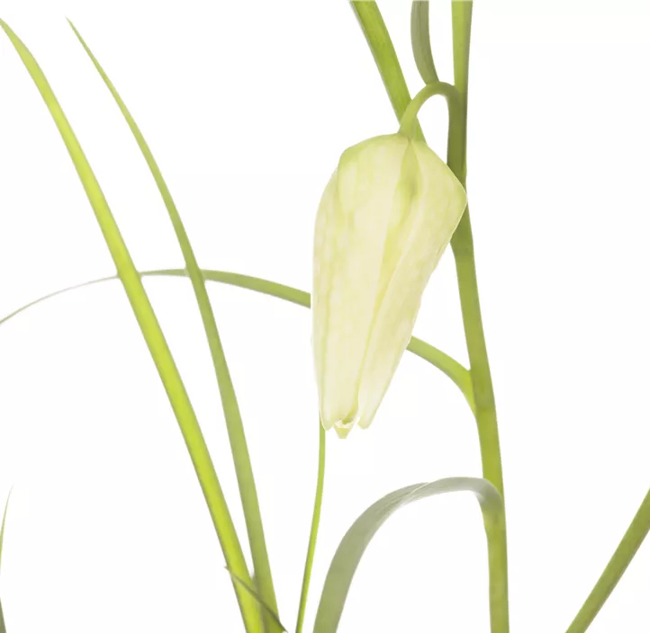 Schachbrettblume 'Alba'