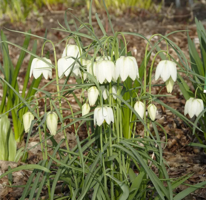 Schachbrettblume 'Alba'