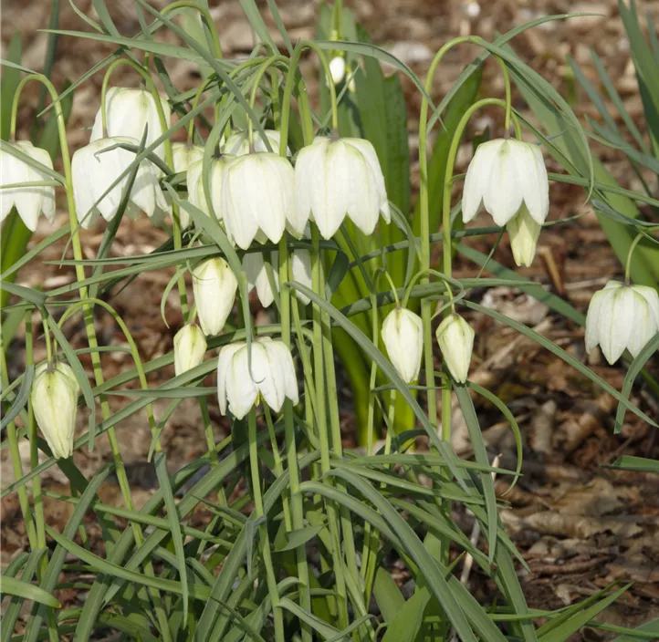 Schachbrettblume 'Alba'