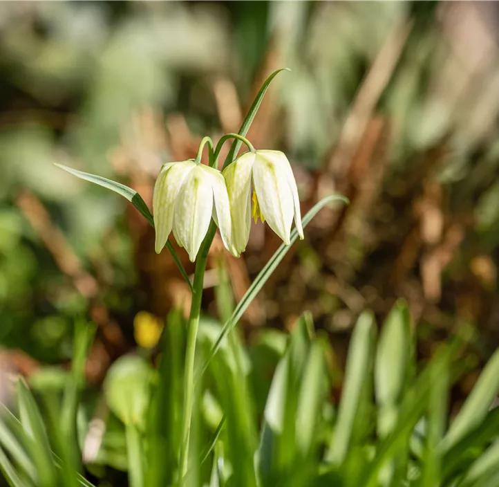 Schachbrettblume 'Alba'