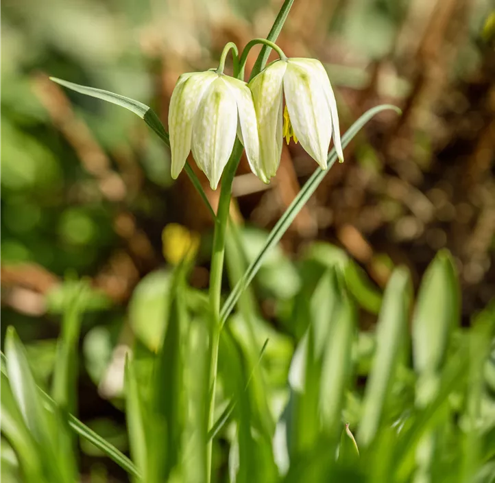 Schachbrettblume 'Alba'
