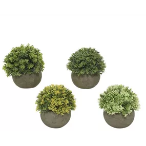 Grünpflanze sortiert im Topf