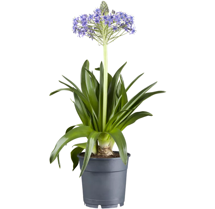 Peruanischer Blaustern