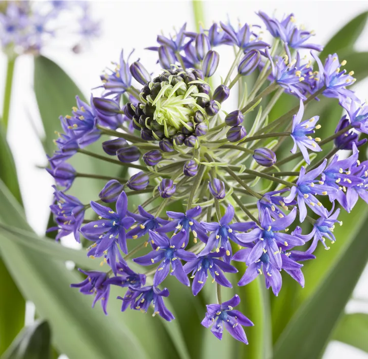 Peruanischer Blaustern