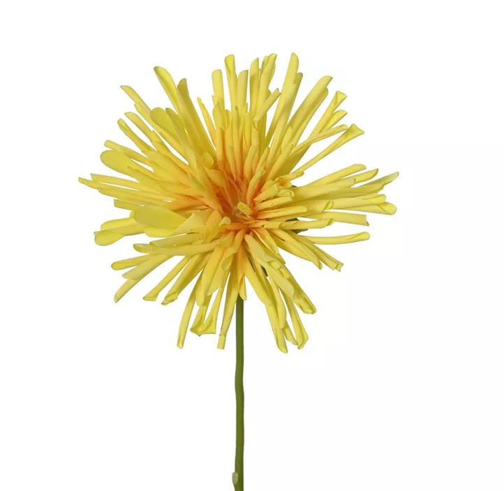Spinnenchrysantheme