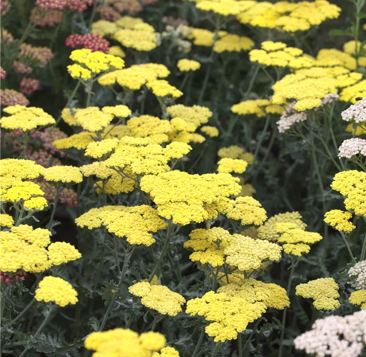 Garten-Goldquirl-Garbe 'Moonshine'