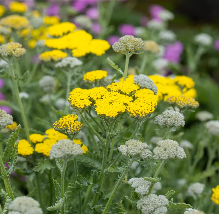 Garten-Goldquirl-Garbe 'Moonshine'