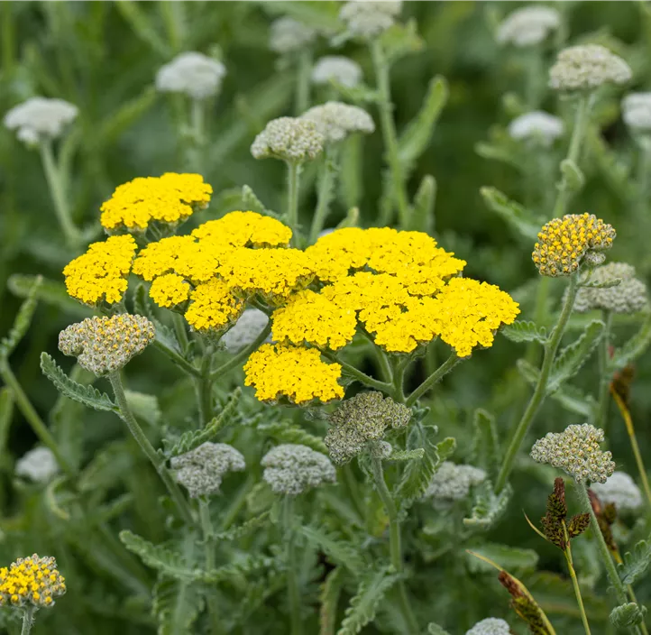 Garten-Goldquirl-Garbe 'Moonshine'