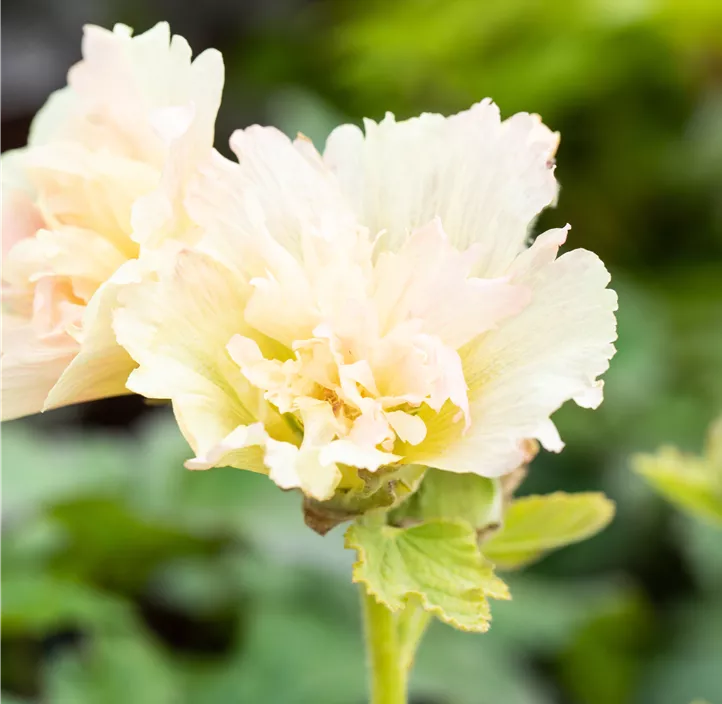 Gefülltblühende Stockrose 'Spring Celebrities Apricot'