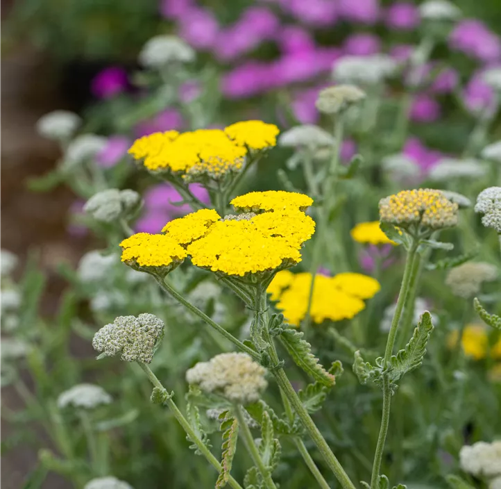 Garten-Goldquirl-Garbe 'Moonshine'