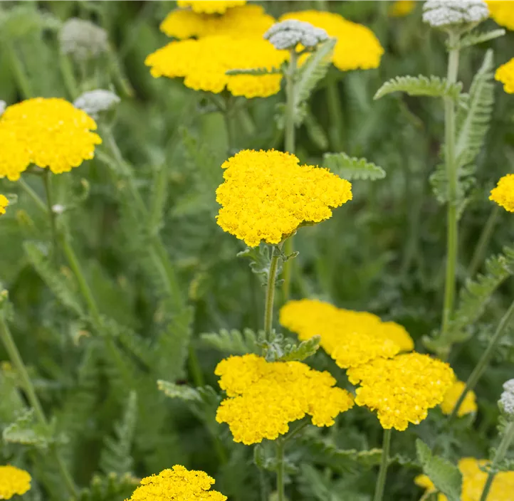 Garten-Goldquirl-Garbe 'Moonshine'