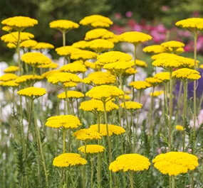 Achillea filipendulina Cloth of Gold