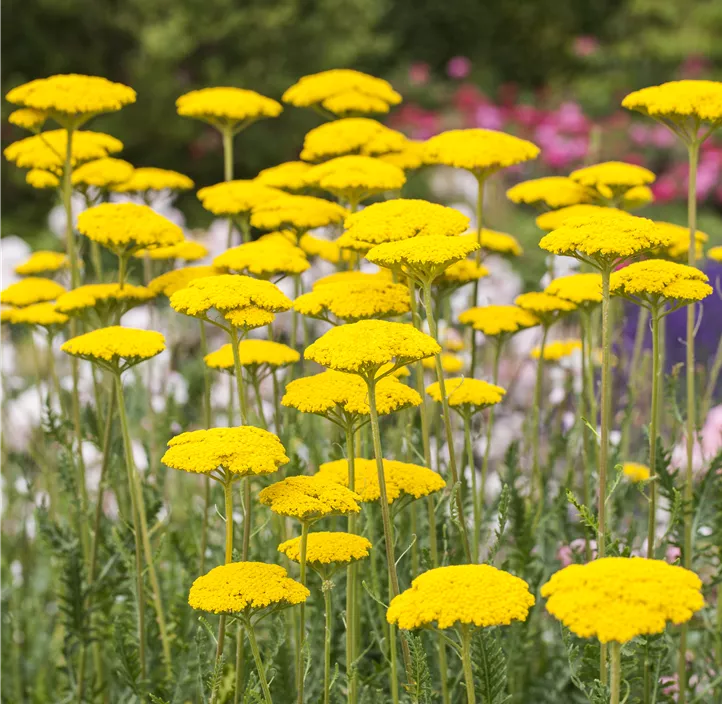 Hohe Garten-Gold-Garbe 'Cloth Of Gold'