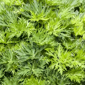 Aconitum napellus Album