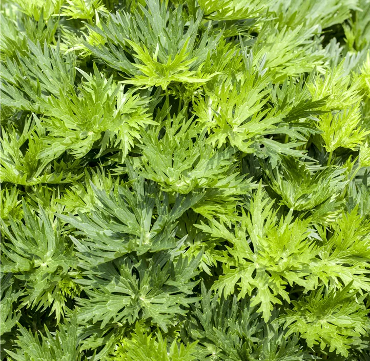 Gewöhnlicher Eisenhut