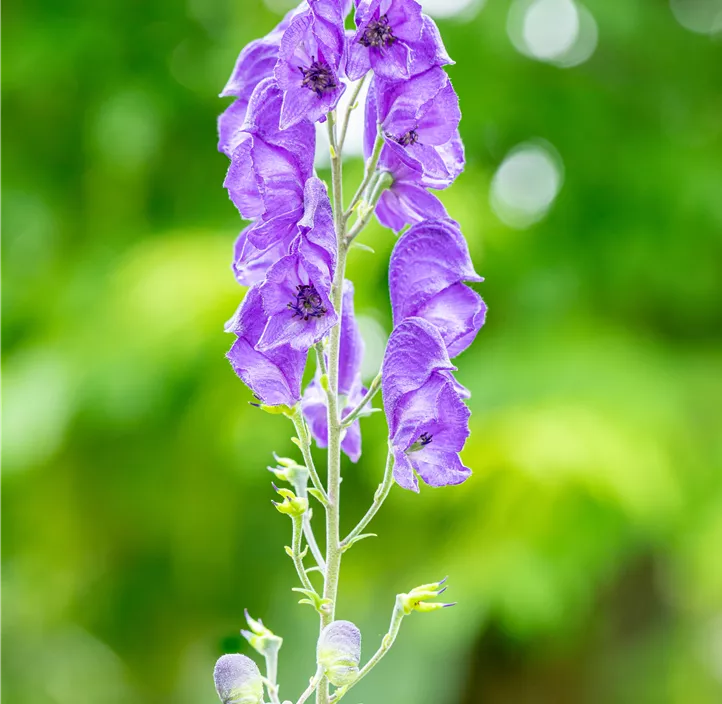 Gewöhnlicher Eisenhut