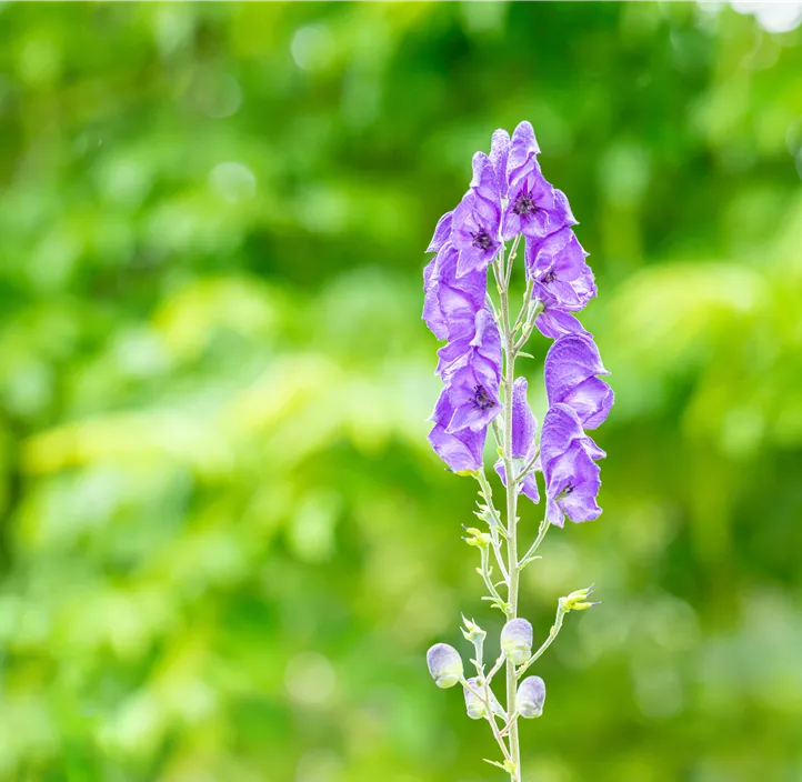 Gewöhnlicher Eisenhut