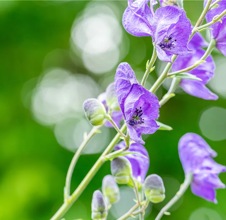 Gewöhnlicher Eisenhut