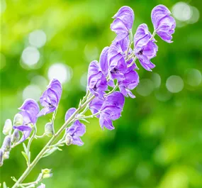 Aconitum napellus