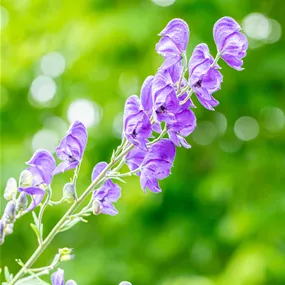Aconitum napellus