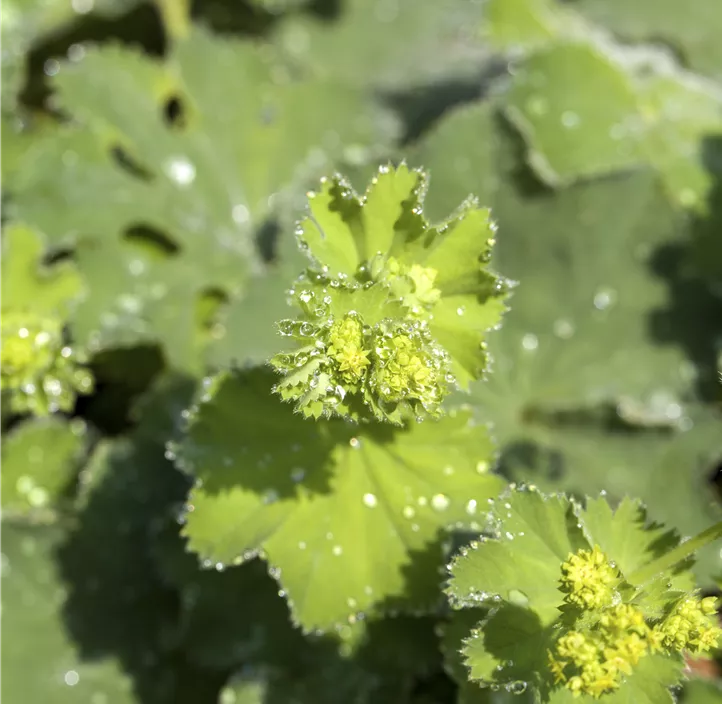 Großblättriger Frauenmantel 'Thriller'