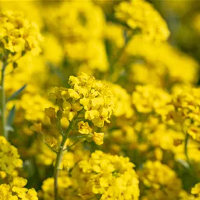 Alyssum montanum Berggold