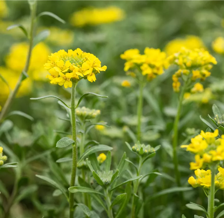 Garten-Berg-Steinkraut 'Berggold'