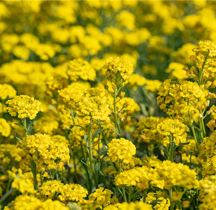 Garten-Berg-Steinkraut 'Berggold'