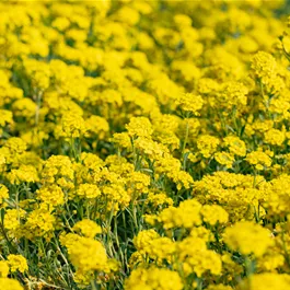 Alyssum montanum Luna Yellow
