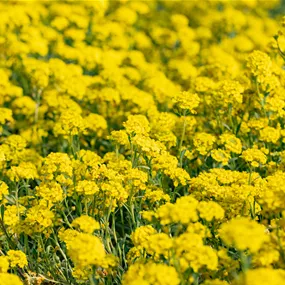 Alyssum montanum Luna Yellow