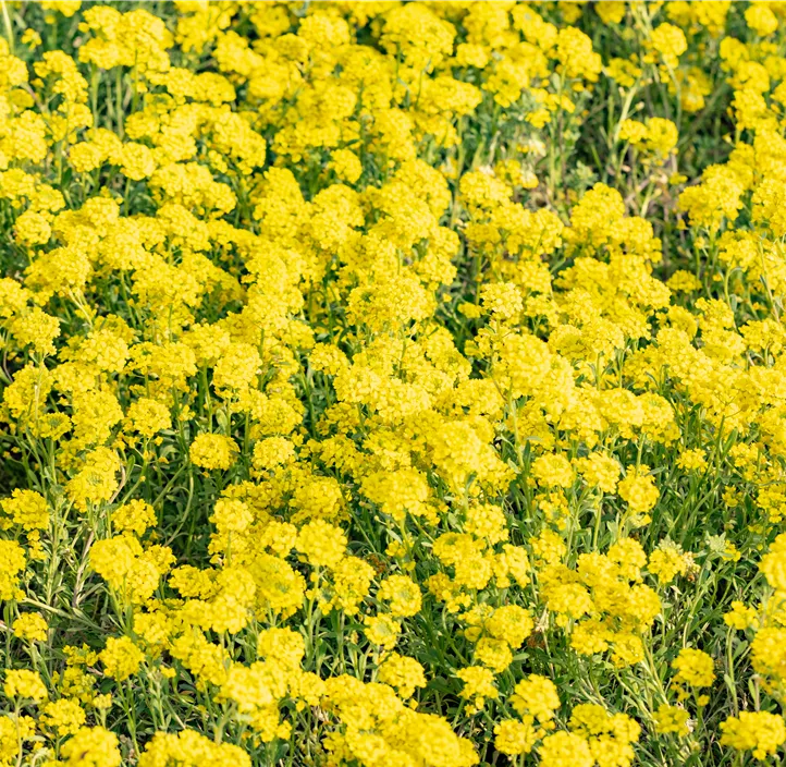 Garten-Berg-Steinkraut 'Berggold'