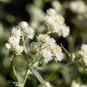 Anaphalis triplinervis Silver Wave