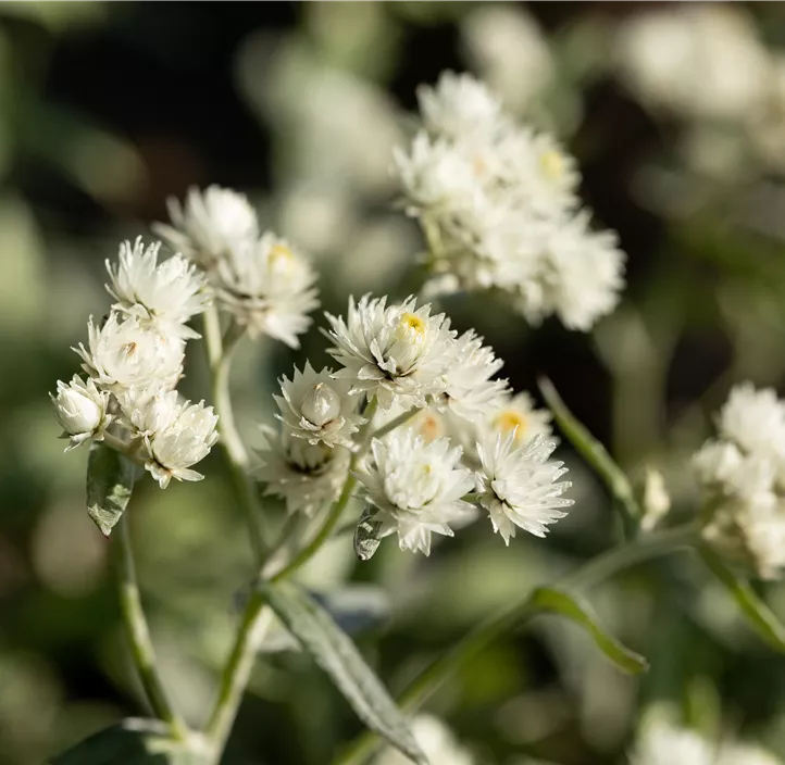 Garten-Perlkörbchen 'Silver Wave'