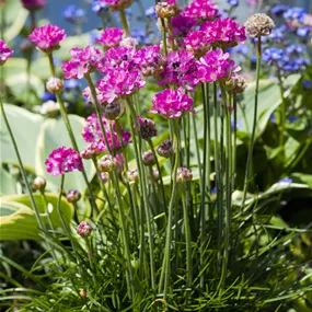 Armeria maritima Abbey Deep Rose