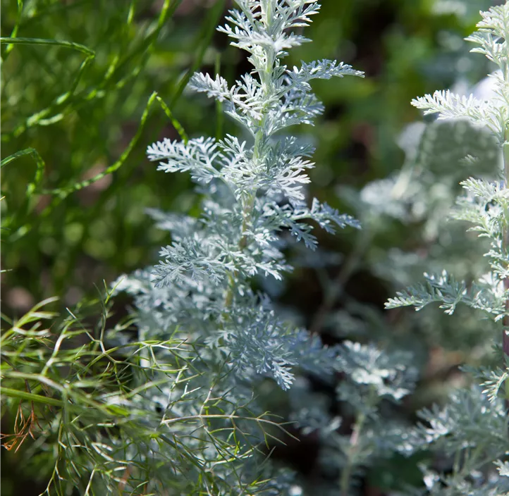 Zwergiger Garten-Beifuß 'Nana'