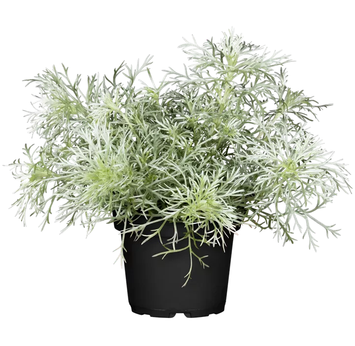 Zwergiger Garten-Beifuß 'Nana'