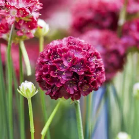 Armeria pseudarmeria Ballerina Red