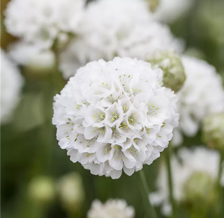 Breitblättrige Garten-Grasnelke 'Ballerina White'