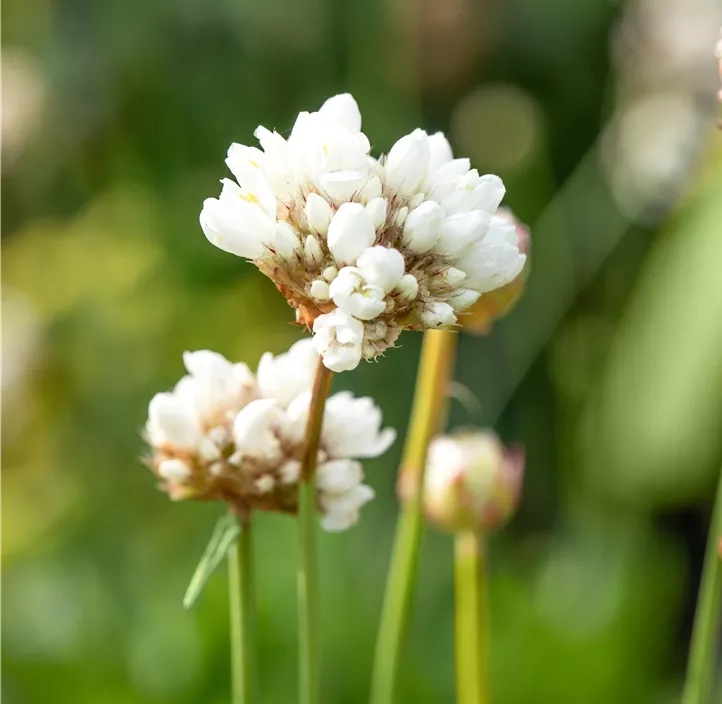 Breitblättrige Garten-Grasnelke 'Ballerina White'