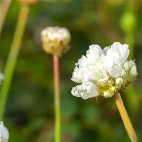 Armeria pseudarmeria Ballerina White