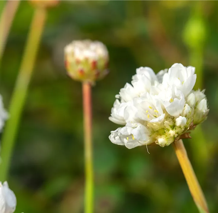 Breitblättrige Garten-Grasnelke 'Ballerina White'